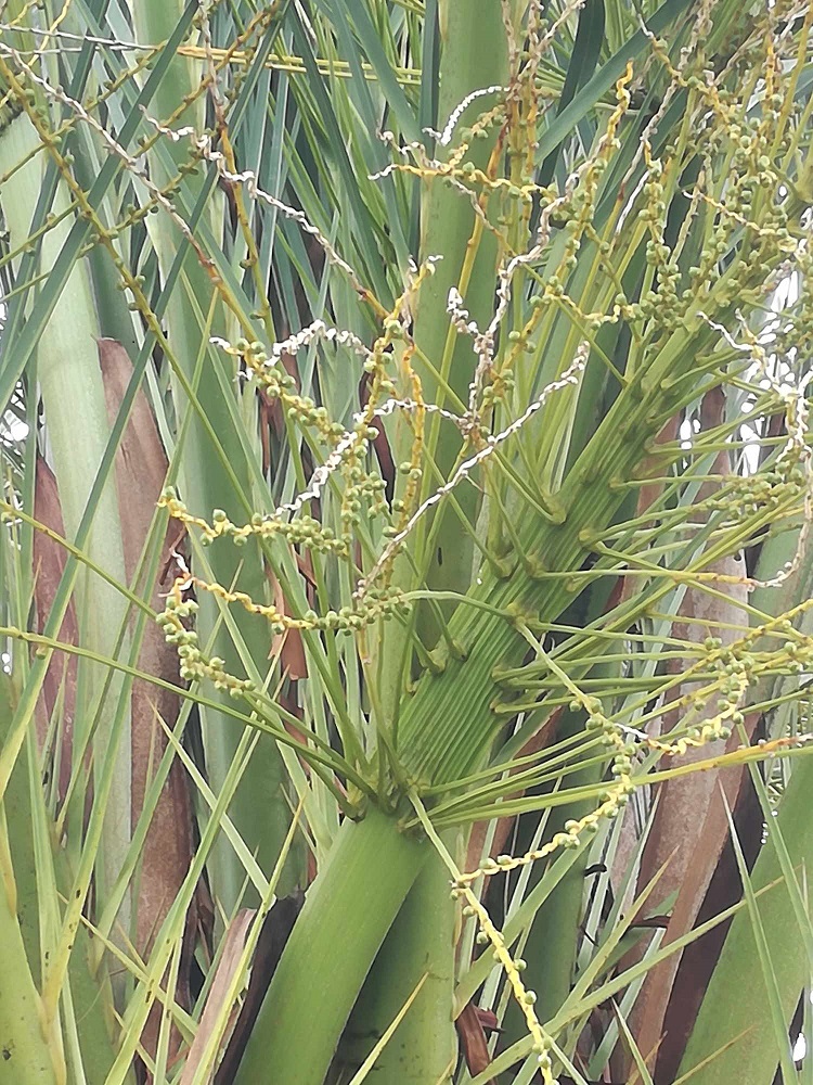 fleurs palmier.jpg