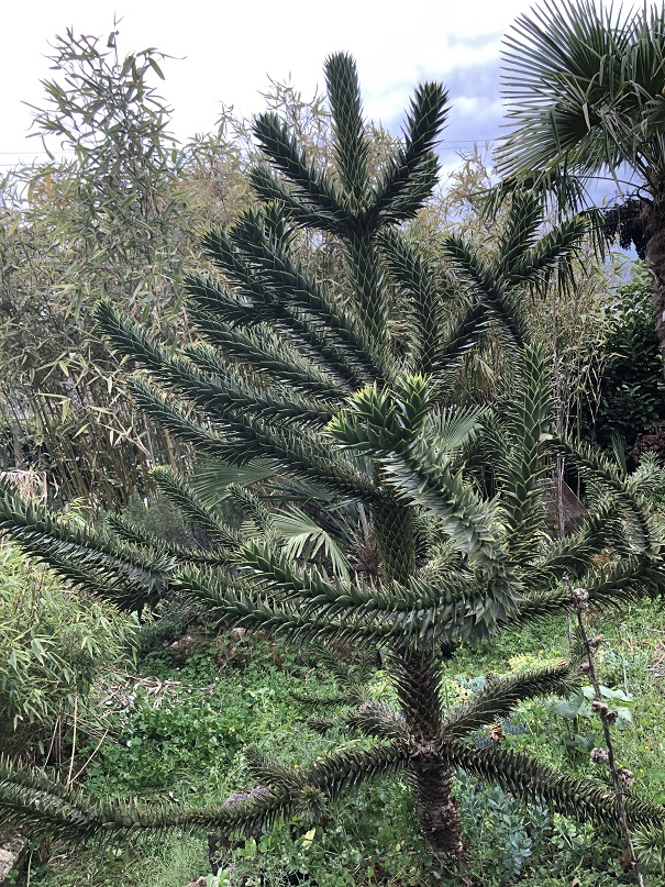 IMG_3156 - ARAUCARIA ARAUCANA.JPG