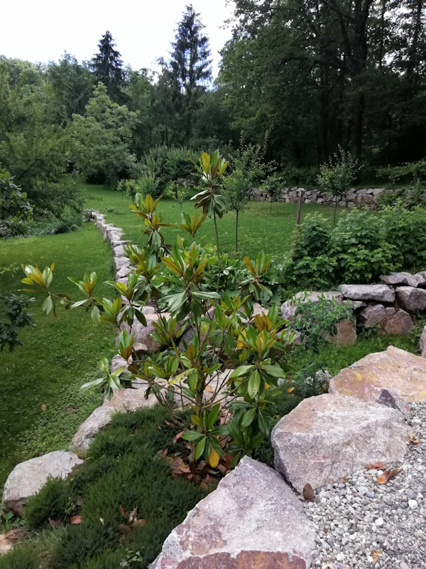 Magnolia grandiflora