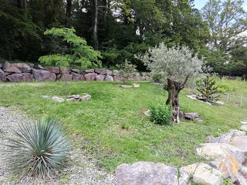 Albizia, oliviers et araucaria