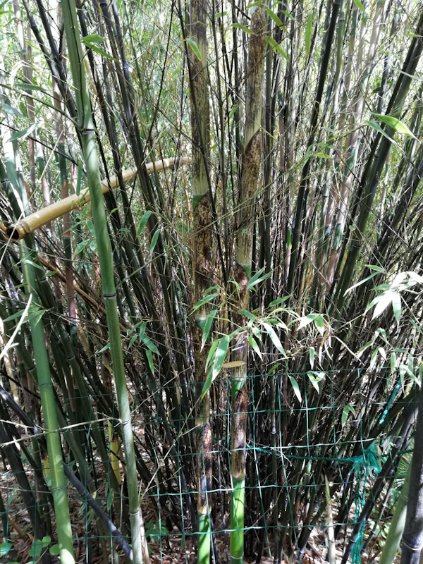 Phyllostachys nigra