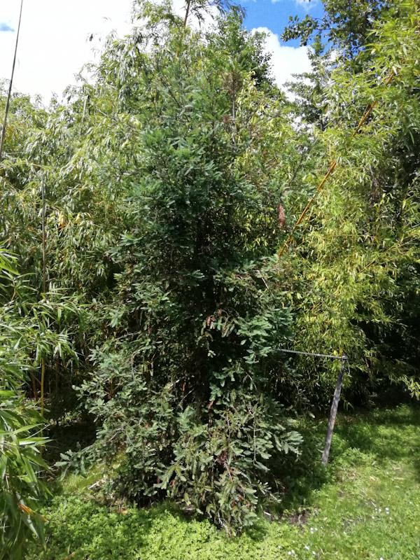 Le dernier arrivé sequoiadendron sempervirens