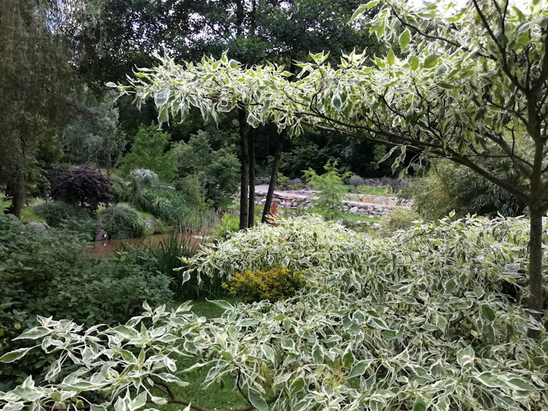 Vu à travers le cornus controversa variegata