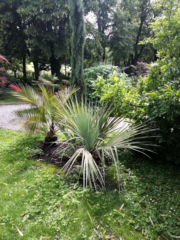 Plusieures nouvelles palmes pour le nannorrhops