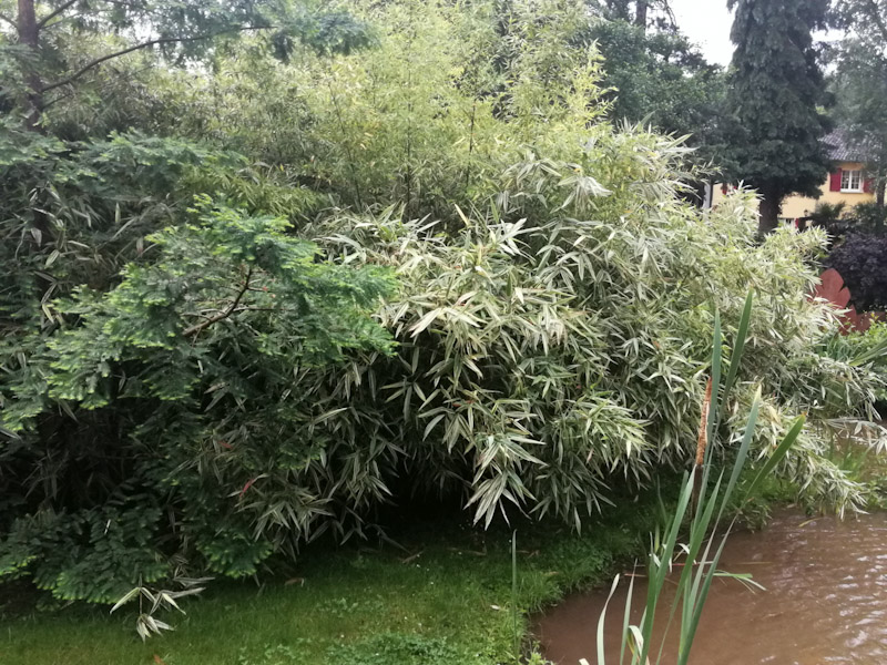 Metasequoia et bambous shiroshima