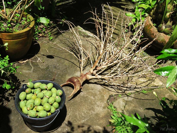 Voici la première infrutescence de i'Actinorhytis calapparia.  C'est l'infrutescence entière qui tombe avant que les graines ne se détachent. Quel bruit en pleine nuit!.jpg