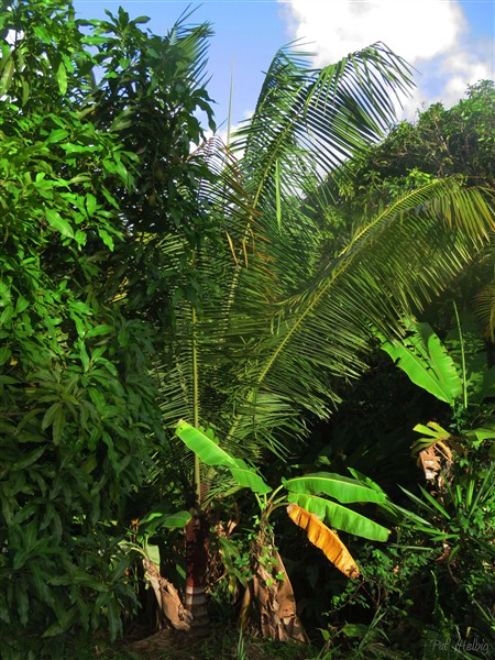 Le Dypsis lastelliana planté en décembre 2013 a bien progressé!.jpg