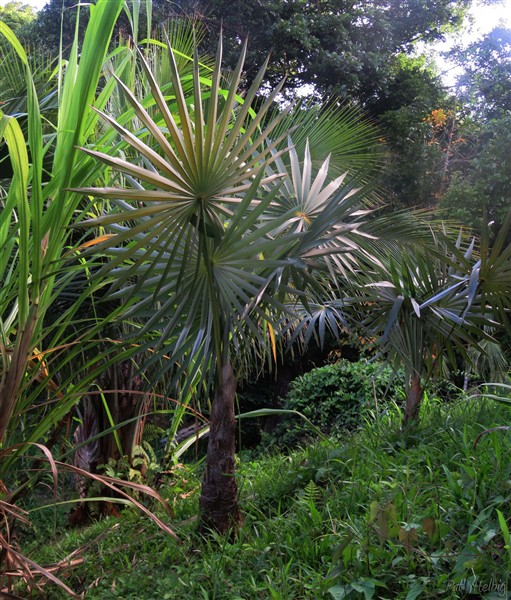 Les deux Cocothrinax argentea plantés en décembre 2013 prennent leur temps....jpg