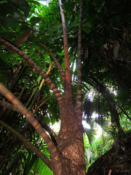 Le Caryota zebrina planté en novembre 2013 à côté du vieux Caryota urens va le remplacer, ce dernier étant mort après avoir donné ses dernières infrutescences..jpg