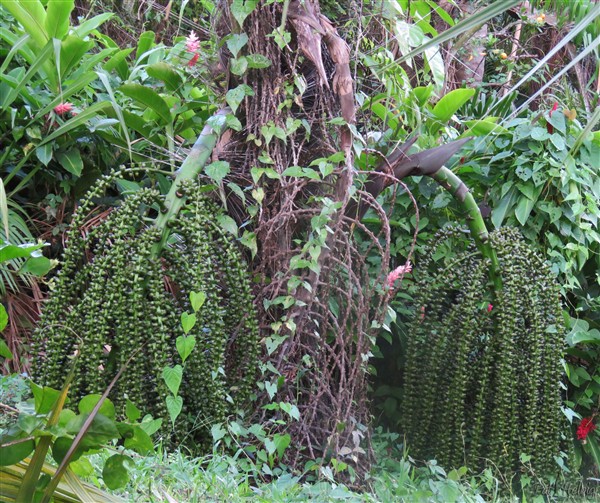 Les deux dernières inflorescences du palmier à sucre, l'Arenga pinnata. Planté en avril 2012, sa fin est proche et je n'ai pas réussi à extraire sa sève sucrée pour en faire du sucre....jpg