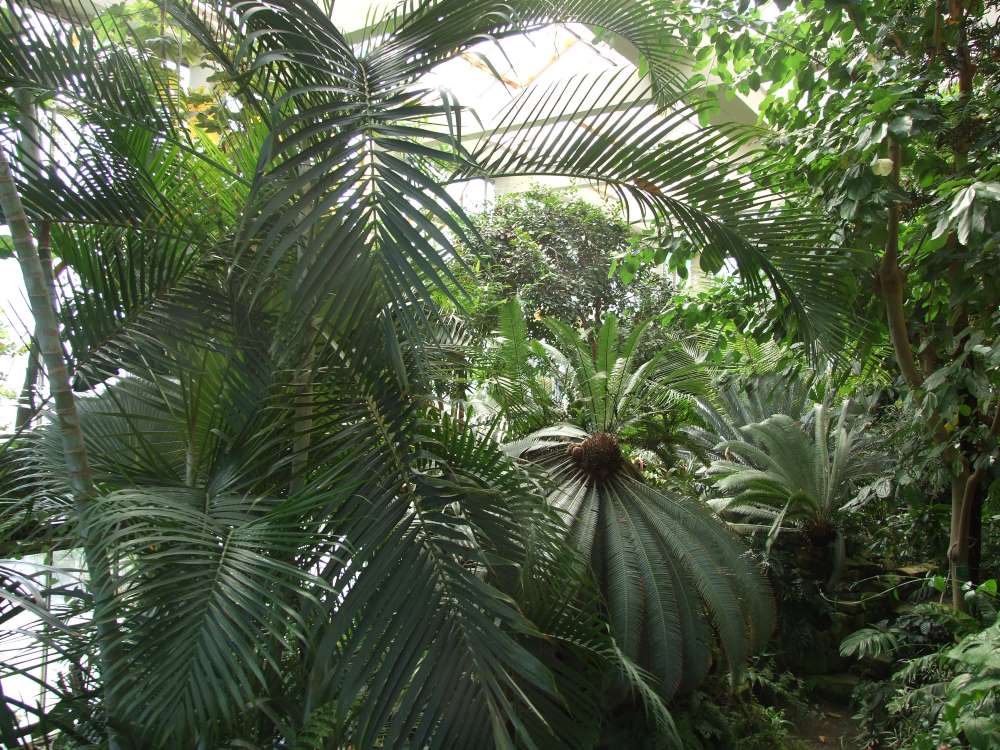 serre tropicale