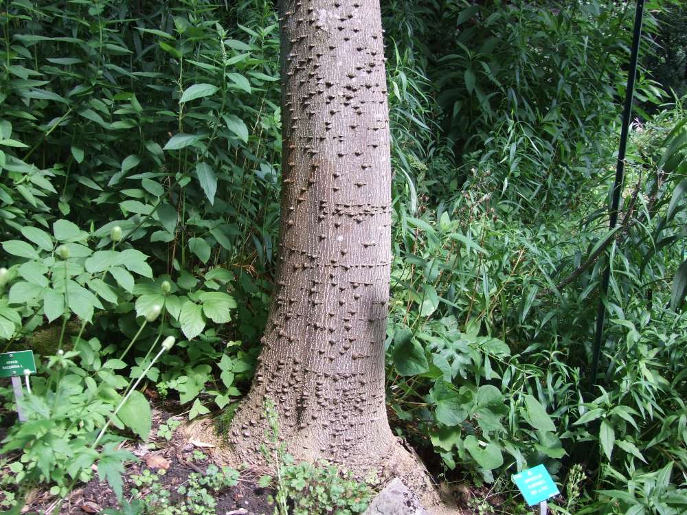 j'ai zappé le nom de cet arbre