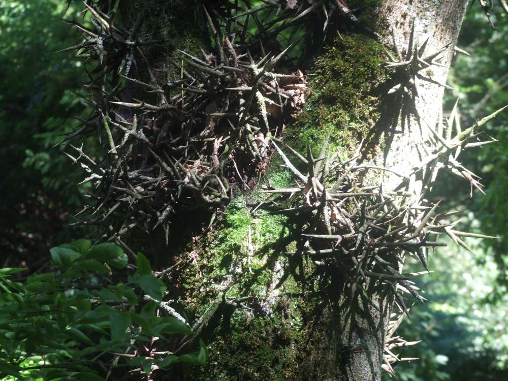 arbre chinois épineux