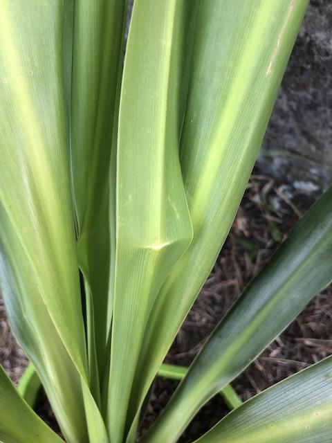 Pliure à la limite de la cassure sur feuille tombante et trop tendre - Cordyline Broadword