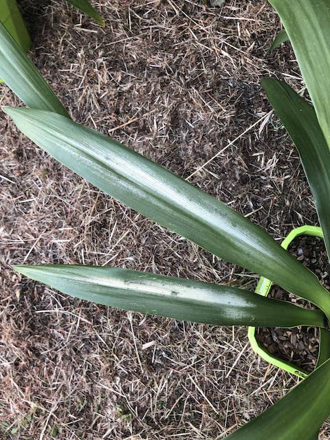 Tâches blanches - Cordyline Broadsword