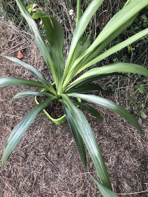 Tâches blanches - Cordyline Broadsword