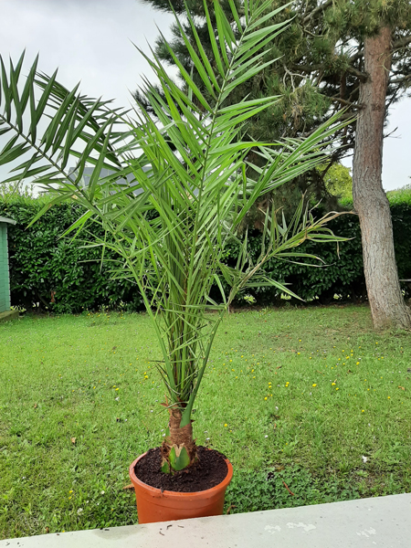 Canariensis2.jpg