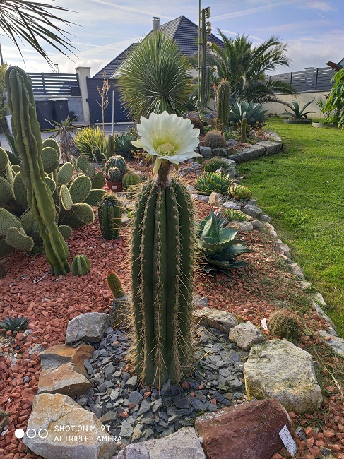 echinopsis bertraniama