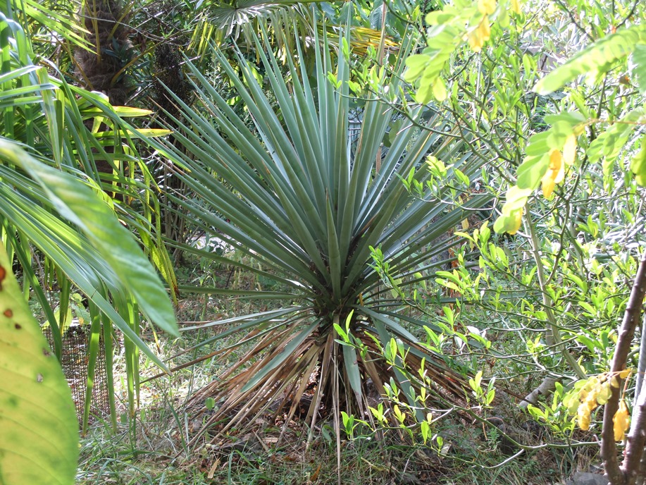 yucca shotii.JPG