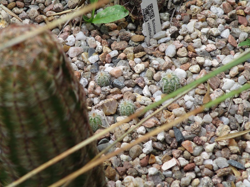 bébés echinocereus.JPG