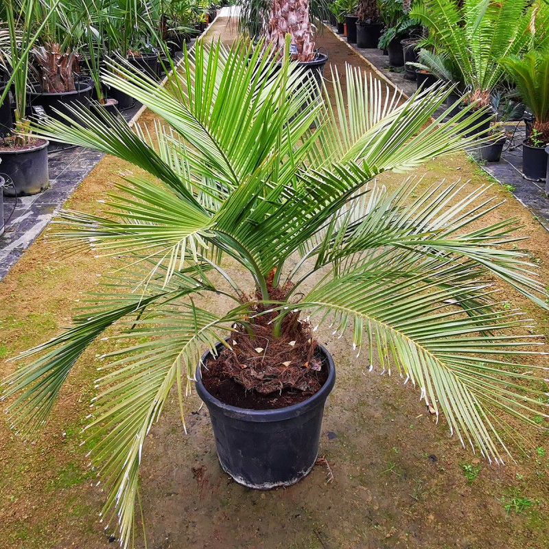 palmier-jubutia-f1-jubaea-chilensis-x-butia-capitata.jpg