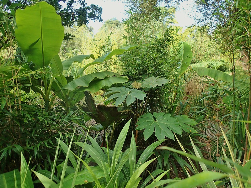 tetrapanax et musa.JPG