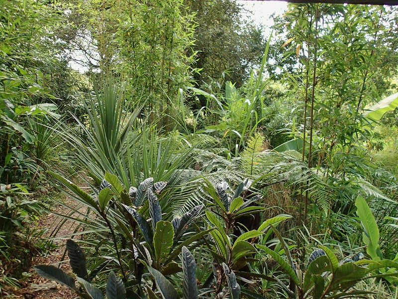 néflier,dicksonia,cordyline.JPG