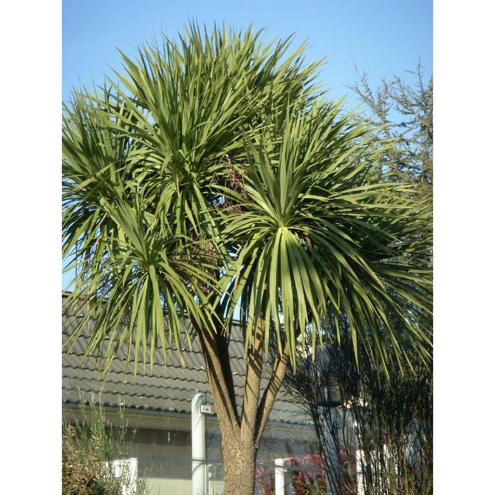 CORDYLINE-Australis.jpg