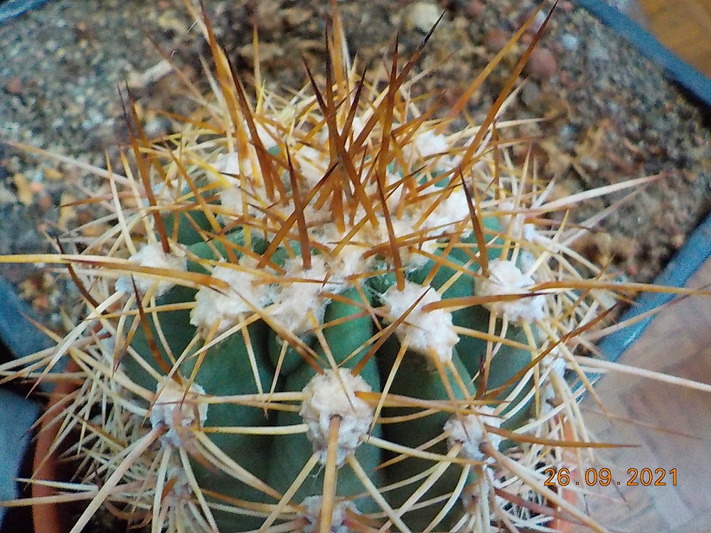 Echinopsis acatamensis.JPG