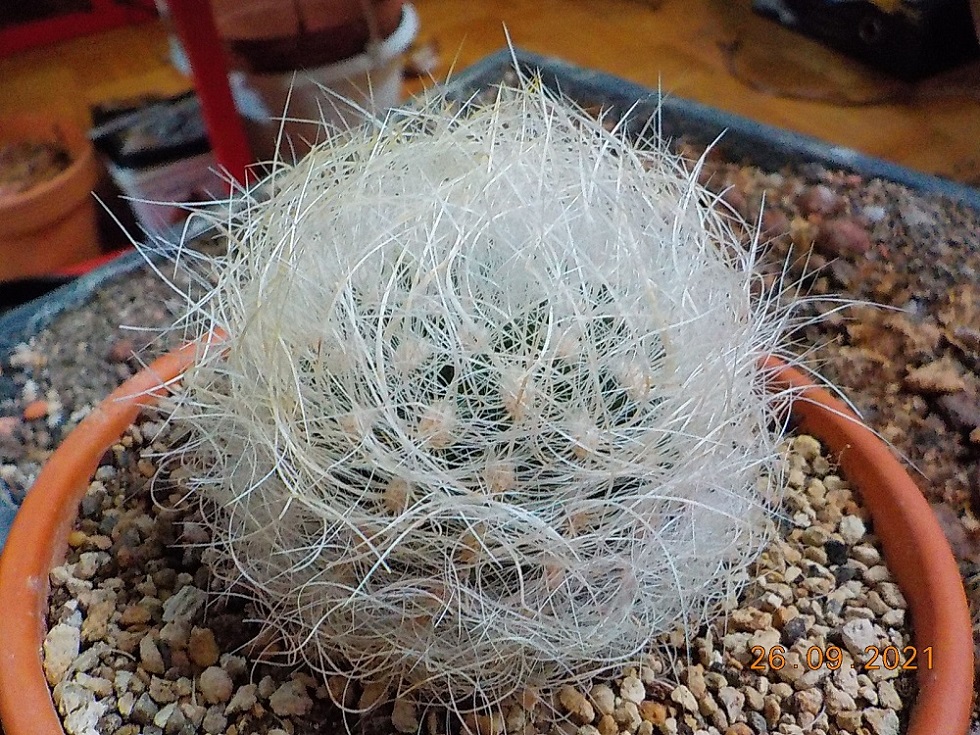 Neoporteria nudus ....JPG