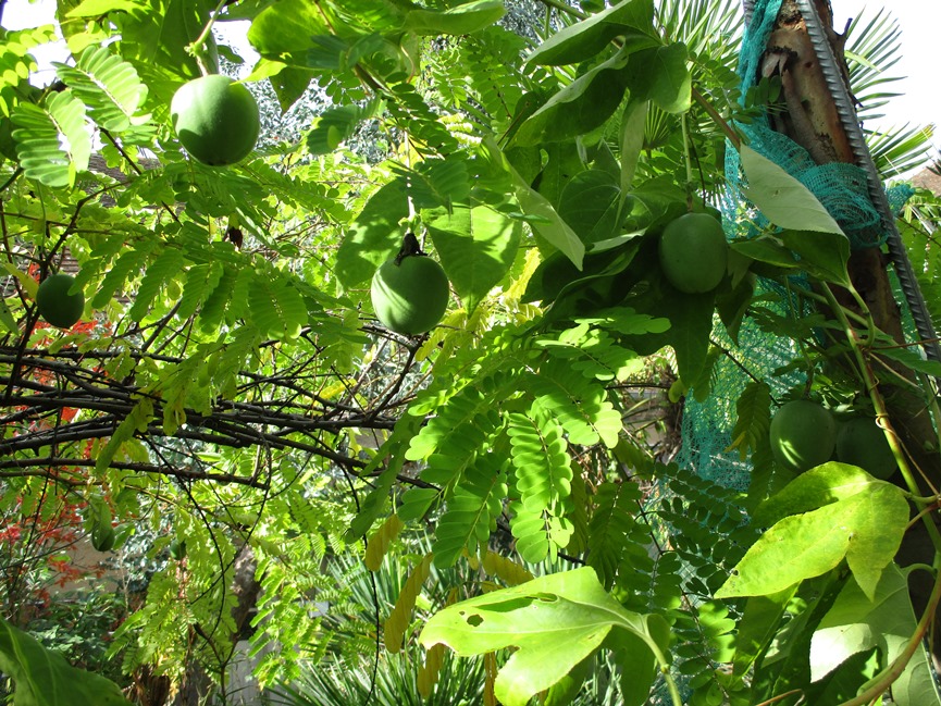 passiflora incarnata.JPG