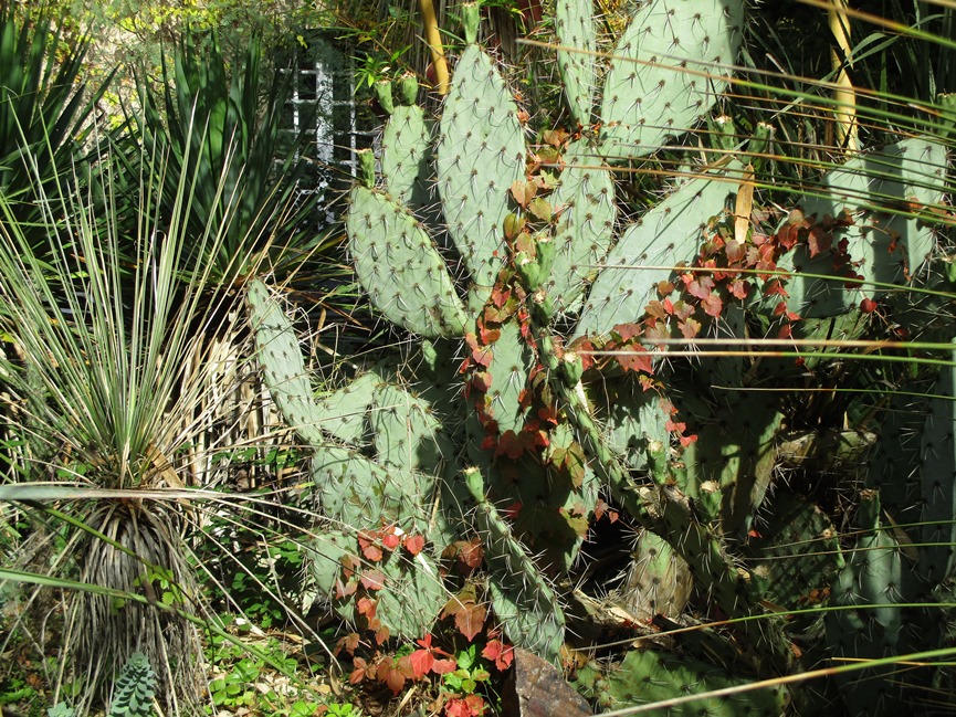 automne et cactus.JPG