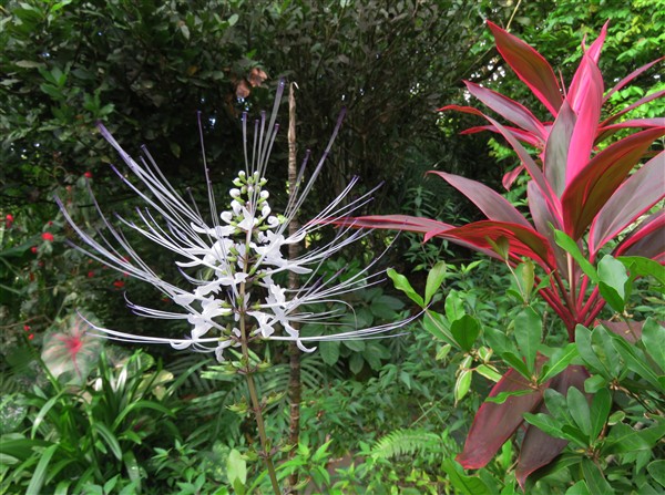 Babine de chat Orthosiphon stamineus, très belles inflorescences et vertus bien connues!.jpg