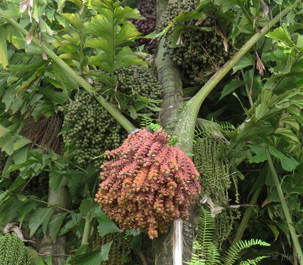 Le Caryota mitis variegata en fleurs continuellement..jpg