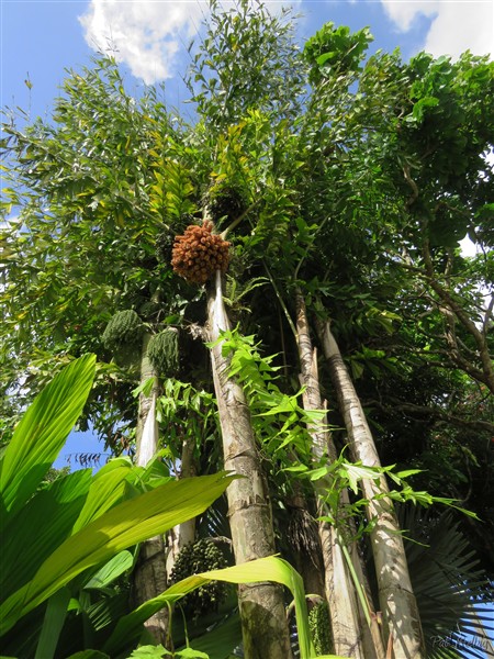 Le Caryota mitis variegata planté en novembre 2012.jpg