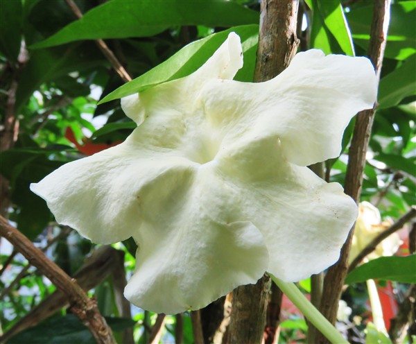 Fleur de Brunfelsia americana qui dégage son merveilleux parfum uniquement la nuit!.jpg