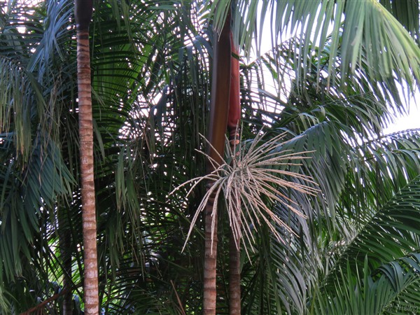 Sa magnifique inflorescence et somptueux manchon foliaire!.jpg