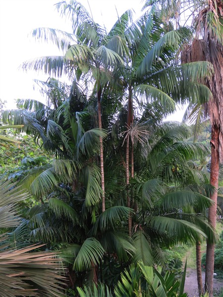 Les élégantes  palmes de l'Euterpe oleracea..jpg