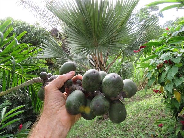 fruits que j'ai par mégarde fait tomber en taillant les palmes du bas...jpg