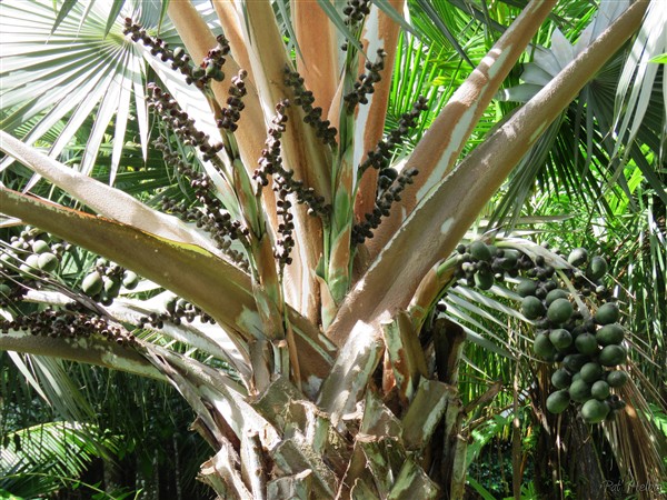 Ainsi le Latania loddigesii femelle porte de nombreux fruits..jpg