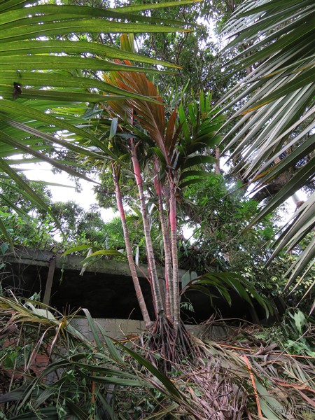 L'Areca vestaria maroon planté en août 2008..jpg