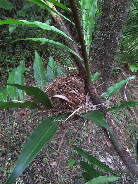 Le meilleur abri pour faire son nid, le Desmoncus orthacanthos ou palmier liane du bassin amazonien planté en février 2007..jpg