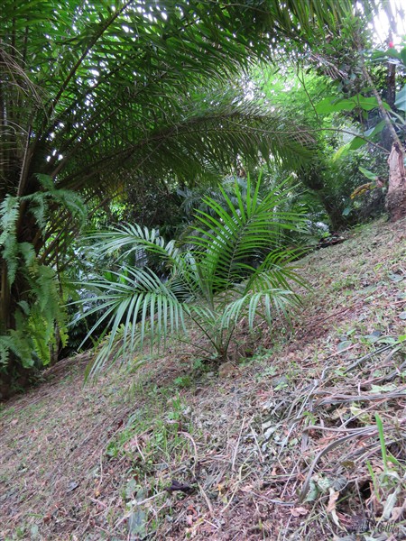 Le Phoenix rupicola planté en juillet 2018..jpg