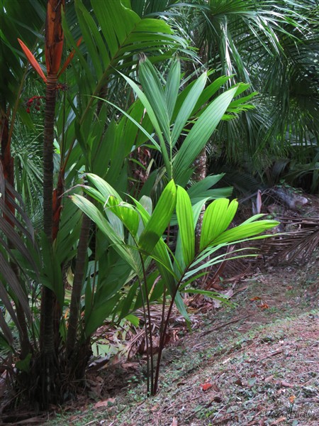 Le Lemurophoenix halleuxii planté en décembre .2016..jpg