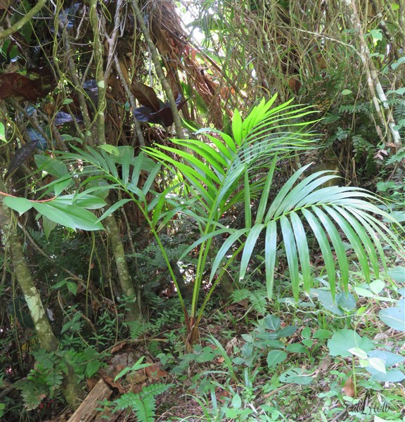 Le Metroxylon salomonens planté en juillet 2018..jpg