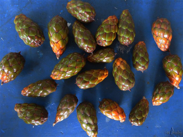 Petit bijou, ces fruits du Raphia manbillensis!.jpg