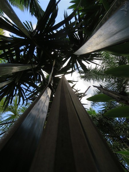 L'étonnante lance de 6 mètres de l'Attalea maripa planté en avril 2012..jpg