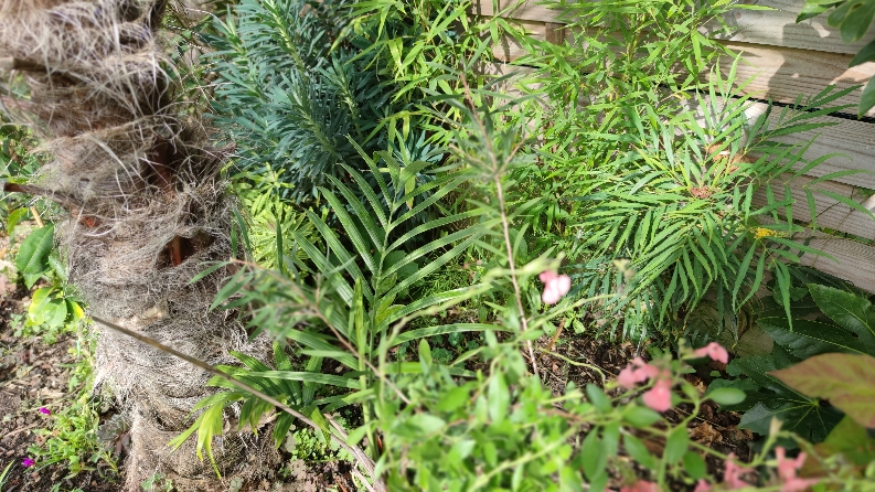 Ambiance tropicale<br />Chamaedorea radi, mahonia...