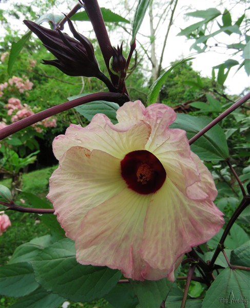 La fleur de l'hibiscus Sabdariffa.jpg