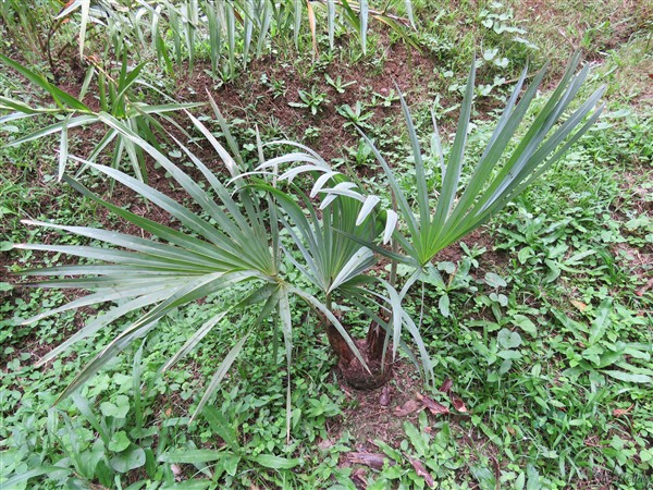 Hyphaene thebaica cet habitué des zones désertiques d'Afrique, planté il y a 9 ans, a du mal à pousser dans cette ambiance méso-hygrophile...Mais il est bien vivant! Il s'est déjà ramifié..jpg